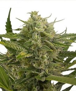 Dr. Who Auto