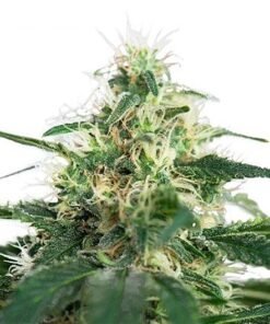 Dutch Dragon Seeds