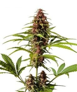 East Coast Sour Diesel Seeds