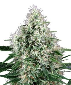 Extreme Cream Seeds