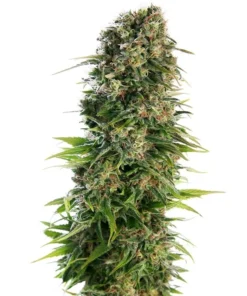 FPOG Auto (Fruity Pebblez OG Auto)