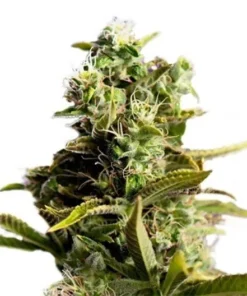 Face Off OG Seeds