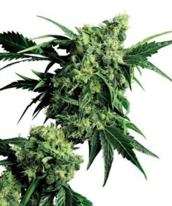 Goo Seeds