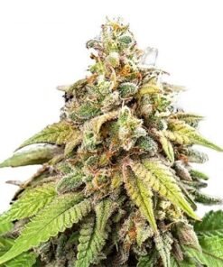 Galactic Jack Seeds