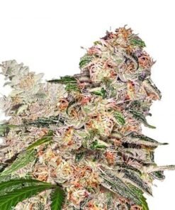 Ghost OG Seeds