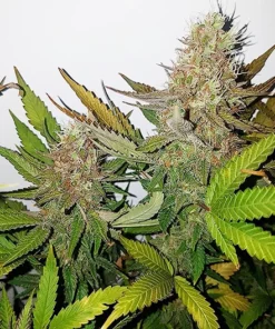 Gods Green Crack Auto