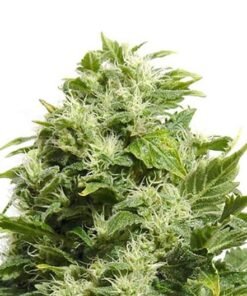 Godzilla Glue Auto