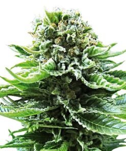 Grand Hindu Seeds