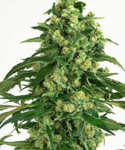 Grandma’s Sugar Cookies Seeds