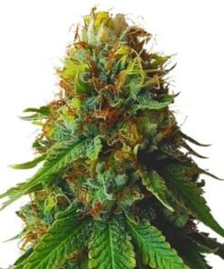 Grandpa Larry OG Seeds