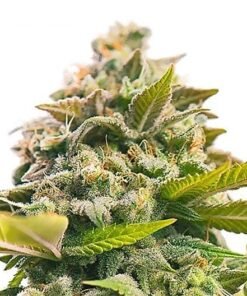 Grape Stomper Seeds