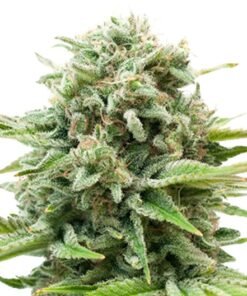 Gravity Auto