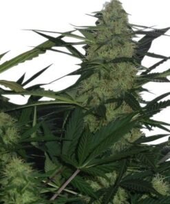 Great White Shark Seeds