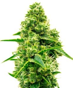 Green Avenger Seeds