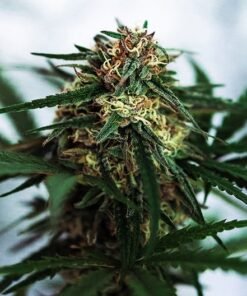 Green Cheese Auto