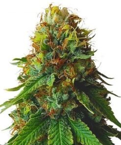 Green Goblin Auto