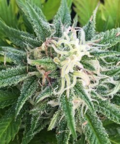 Green Goddess Seeds