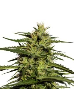 Green Poison Seeds