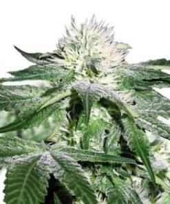 Green Ribbon Auto