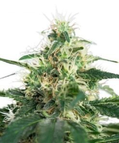 Hash Plant Auto