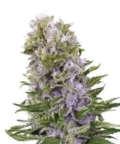 Hawaiian Auto