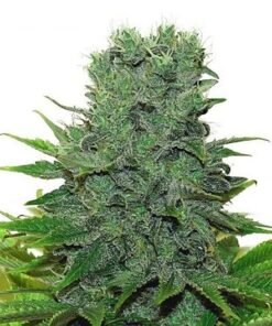 Hawaiian Haze Seeds