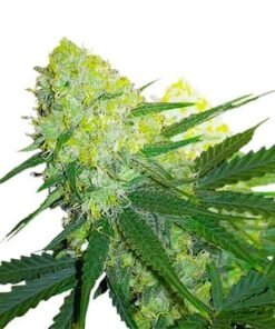 Hawaiian Purple Kush Auto