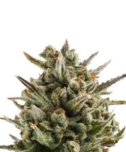 Hercules Seeds