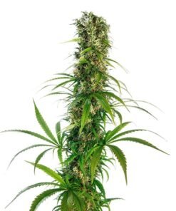 Humboldt Headband Seeds