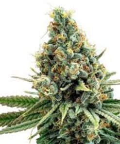 Jacked-Up Seeds