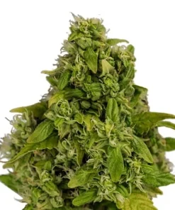 Katsu Kush CBD Seeds