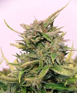 Key Lime Pie Seeds