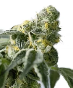 Khalifa Kush Seeds