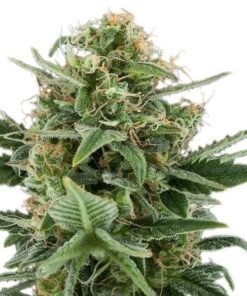 Kimbo Kush Seeds