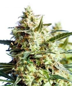 King’s Kush Seeds