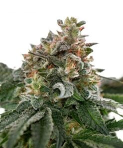 Kryptonite Auto