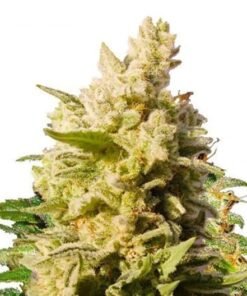 Lemon Diesel Seeds