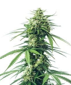 Lemon Fire Seeds
