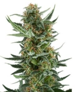 Lemon Jack Seeds
