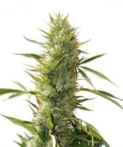 Lemon OG Kush Auto