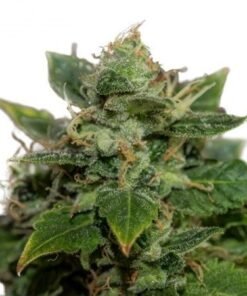 Lemon Skunk Seeds