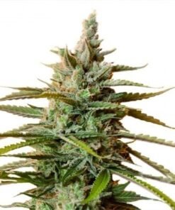 Liberty Haze Seeds