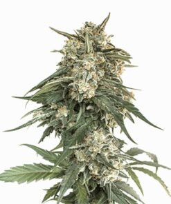 Mad Scientist Auto