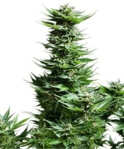 Mars OG Seeds
