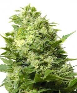 Maui Auto