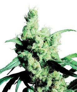 MediHaze Seeds