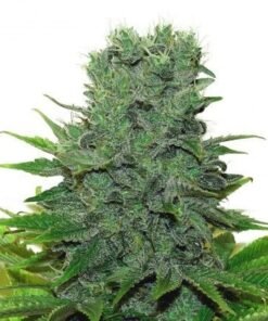 Medibud Seeds