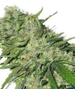 Medicine Man Seeds