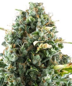 Mint Chocolate Chip Auto