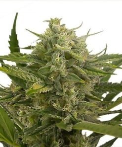 Moby Dick Seeds